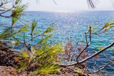 Sahildeki bereketli çam ağaçlarının dallarında parıldayan Güneş Işığı Kıyı Suları
