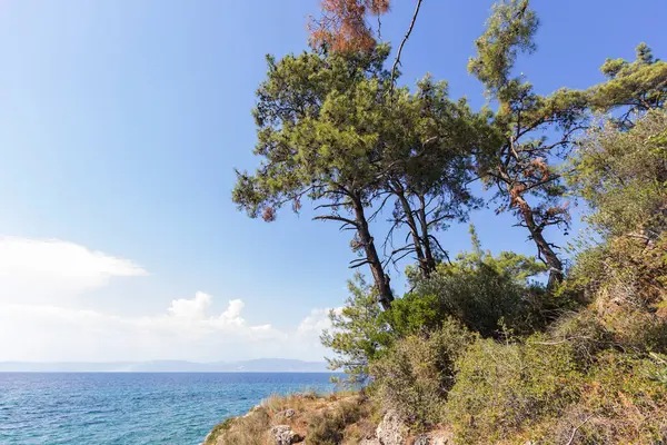 Açık Mavi Deniz 'e Bakan Kıyı Çam Ağaçları ve Parlak Gökyüzünün Altındaki Uzak Ufuk