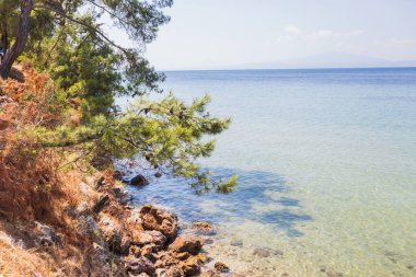 Deniz kristal berrak suları üzerinde uzanan canlı yeşil bir çam ağacı ile kayalık bir sahil manzarası.