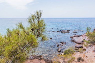 Kayalık bir kıyı şeridine bakan bir çam ağacının ve parıldayan mavi denizin manzarası..