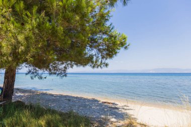 Çam ağaçlarının gölgelediği kumsal sakin mavi okyanusun huzurlu manzarasını sunuyor..