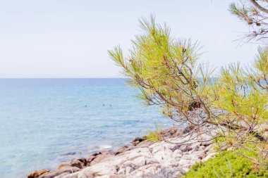 Berrak Mavi Sulara Bakan Kıyı Çam Dalları ve Rocky Shorline