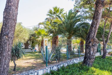 Palmiye ağaçları ve çeşitli bitkilerle yemyeşil bir tropikal bahçe sahilin yakınında rahatlatıcı bir atmosfer yaratıyor..