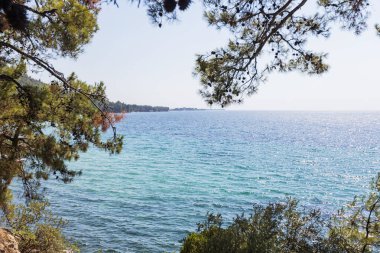 Berrak Çam ağaçlarının çerçevelediği Açık Mavi Deniz Huzurlu Sahnesi