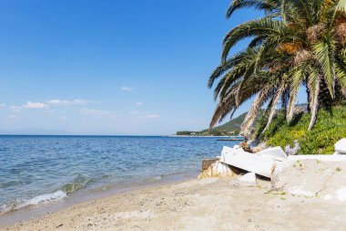 Yüksek bir palmiye ağacının altında uzanan güneşli plaj sahnesi, kristal berrak denize bakıyor..