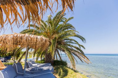 Güneşli bir günde sahil kenarında palmiye ağaçları ve kumsalda oturma yeri olan bir yer.