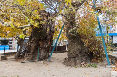 Asırlık Majestic platanus ağacı Kuzey Makedonya 'nın Ohri kentinin göbeğinde dimdik duruyor. Geniş dalları ve canlı sonbahar yaprakları göz kamaştırıcı bir görsel manzara yaratır..