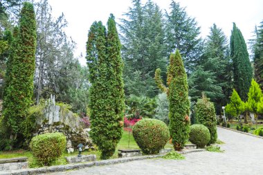 Uzun Evergreen Ağaçları ve Manikürlü Çalıları olan Huzur Bahçesi, Huzurlu Manzarası