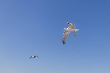 Görkemli martı zarif bir şekilde havada süzülüyor, kanatlarını açık mavi gökyüzüne doğru açıyor..