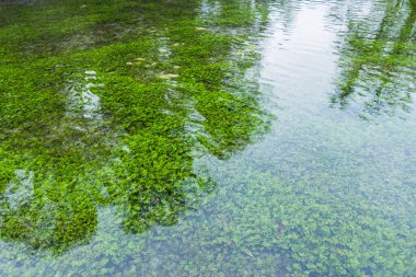 Bereketli Yeşil Su Bitkileri ve Ağaç Yansımalarıyla Huzur Göleti