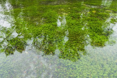 Bereketli Yeşil Su Bitkileri ve Ağaç Yansımalarıyla Huzur Göleti