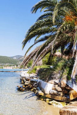 Tropik Plaj Sahnesi Palmiye Ağacı, Kayalar ve Temiz Su