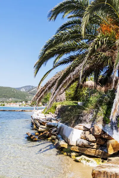 Tropik Plaj Sahnesi Palmiye Ağacı, Kayalar ve Temiz Su