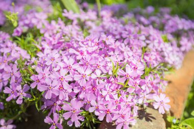 Pembe merkezli narin yıldız şeklindeki çiçeklerle dolup taşan mor sürünen halı (Phlox subulata) güneşli bir bahçede göz kamaştırıcı bir zemin örtüsü oluşturuyor..