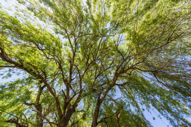 Yükselen yemyeşil ağaç dallarından Parlak gökyüzüne doğru bakıyor