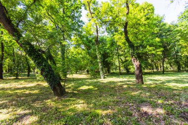 Ormanda ya da parkta, yemyeşil gölgelerin arasından süzülen güneş ışığıyla güzel bir ışık ve gölge deseni oluşturan sakin bir manzara..