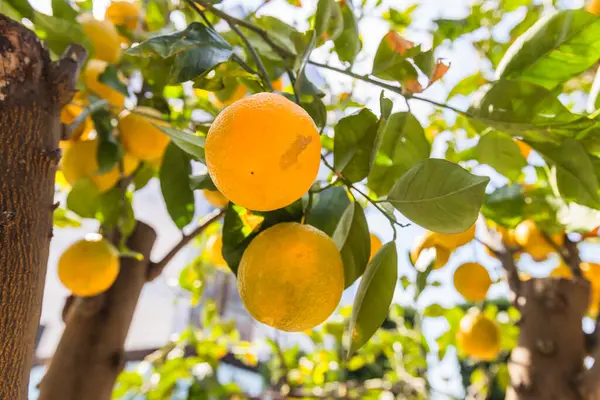 Taze olgun portakallar Parlak Gün Işığında Ağaç dalından sarkan