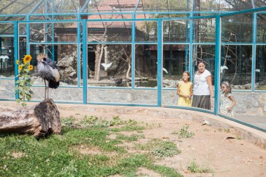 Gri Taç Giyen Aile Hayvanat Bahçesi 'nde Crane' i izliyor.
