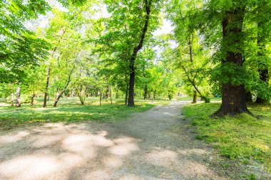 Güneşli bir yolun huzurlu manzarası parkın yemyeşil yeşilliklerinde dönüyor, parkın doğal güzelliğini ve huzurlu atmosferini gözler önüne seriyor..