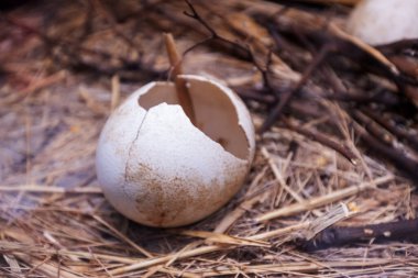 Kurumuş çimenler, dallar ve organik molozlarla kaplı doğal orman zemininde dinlenen kırık beyaz yumurta kabuğu..