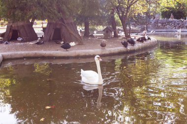 Ördekler ve kazlarla dolu sakin bir gölette süzülen zarif Kuğu.