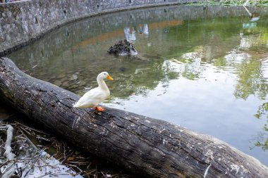Parlak turuncu gagalı güzel beyaz ördek, sakin göletin yanındaki eski kütüğün üzerine tünemiş..