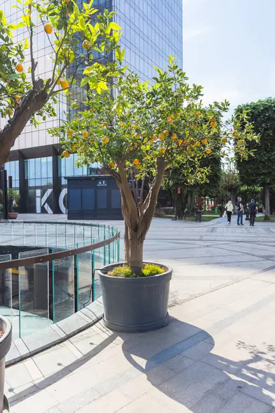 Modern Corporate Plaza 'da Taze Portakallı Kentsel Citrus Ağacı