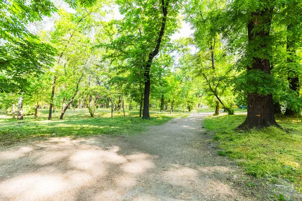 Güneşli bir yolun huzurlu manzarası parkın yemyeşil yeşilliklerinde dönüyor, parkın doğal güzelliğini ve huzurlu atmosferini gözler önüne seriyor..