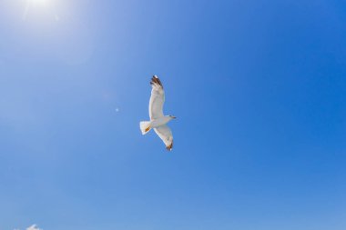 Bir Yalnız Beyaz Martı Parlak Güneş 'e Karşı Mavi Gökyüzünde Uçuyor, Özgürlüğü ve Yazı Yakalıyor