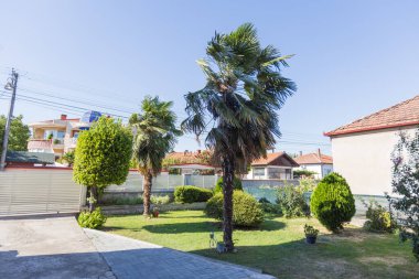 Açık mavi gökyüzünün altında yeşil çimenleri ve banliyö evleri olan özel bir bahçede palmiye ağaçları sıcak ve sakin bir yaz havası uyandırıyor..