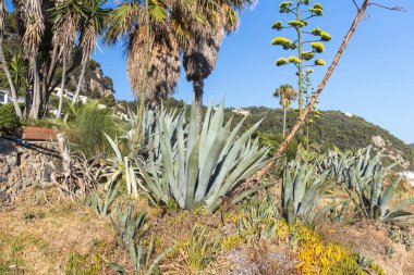 Sunny Mediterranean Hillside 'da yemyeşil bitkiler ve palmiye ağaçları