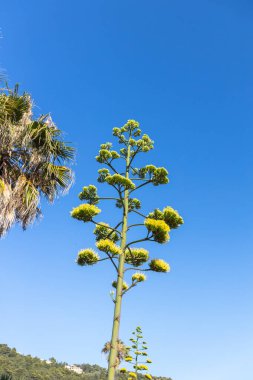 Çarpıcı Çiçek Sapı ve Palmiye Ağacı Açık Mavi Gökyüzüne Karşı