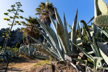Akdeniz Hillside Sulu Bahçe Büyük Agave Bitkileri Palmiye Ağaçları Mavi Gökyüzü Sahil Manzarası Kuraklık Tasarımı