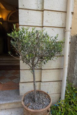 Terasotta tenceresine dikilmiş narin zeytin ağacı dokulu taş bir duvara yaslanmış, sakin ve kırsal bir açık hava manzarası yaratıyor..