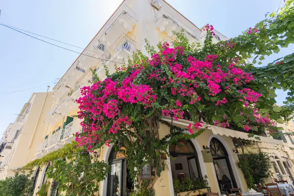 Yunanistan 'ın eski Corfu kentindeki güzel bir köşe bina açık mavi bir gökyüzünün altında canlı pembe bougainvillea çiçekleriyle süslenmiş..