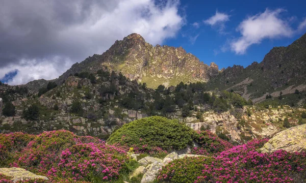 Paisagem Primavera Beautifull Com Rododendro Florescendo Andorra — Fotografia de Stock