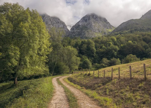 Pad Dwars Door Het Bos Picos Europa Asturië Spanje — Stockfoto