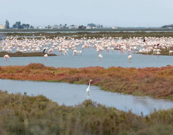 Colony Flamingos Delta Ebre Natural Park Catalonia — Stock Photo, Image