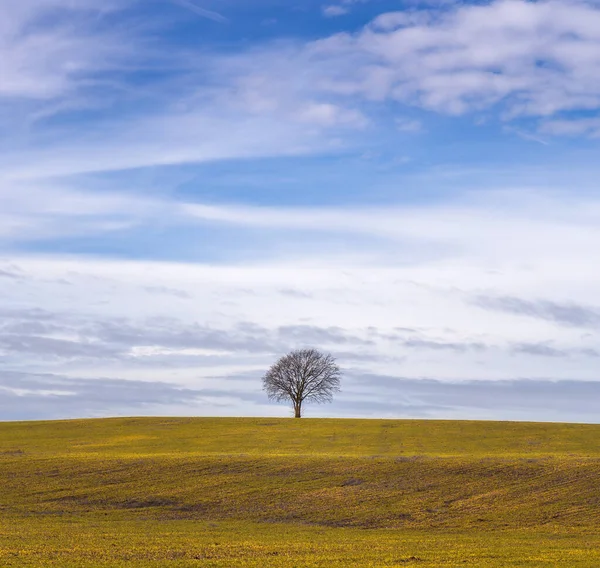 Samotne Drzewo Spokojnym Krajobrazie Prerii Segarra Katalonia — Zdjęcie stockowe
