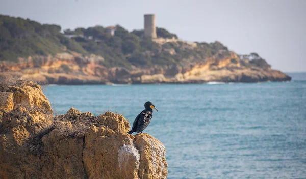 コスタドラダの美しい海岸線 カタルーニャを見下ろす岩の崖の上に1羽の鵜 — ストック写真