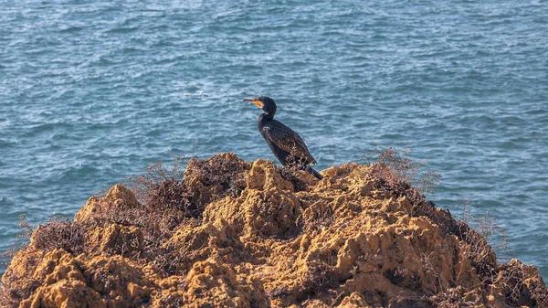 Enda Skarv Uppflugen Klippbrant Med Utsikt Över Costa Dauradas Natursköna — Stockfoto