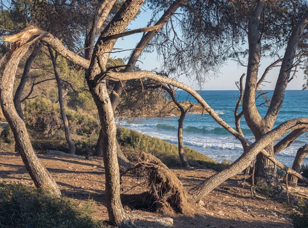 Lush Peaceful Woodland Tarragona Natures Beauty Evident Leafy Branches Tree — Stock Photo, Image
