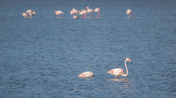 Pink Flamingos Peyriac Mer France — Stock Photo, Image