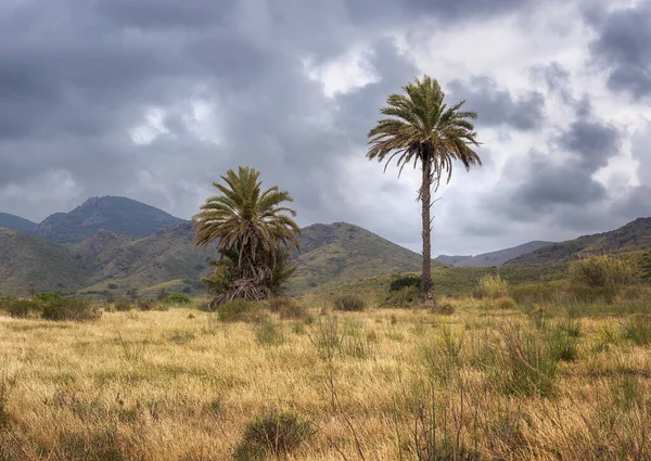 西班牙穆尔西亚卡塔赫纳Calblanque自然公园棕榈树 — 图库照片
