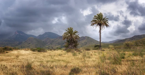 Palmbomen Calblanque Natuurpark Murcia Spanje — Stockfoto