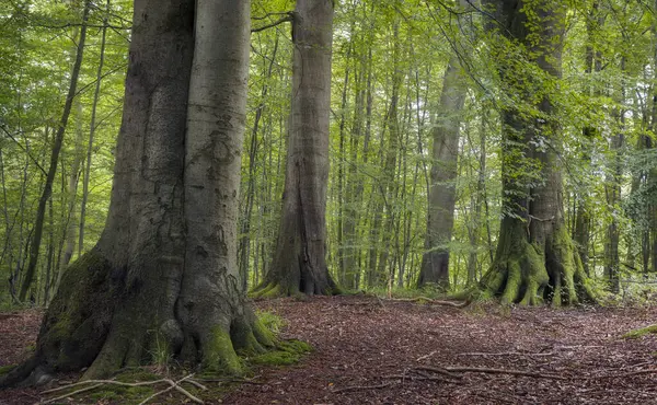 Лесовая Роща Зелеными Листьями Старорастущими Деревьями Грэстенский Лес Дания — стоковое фото