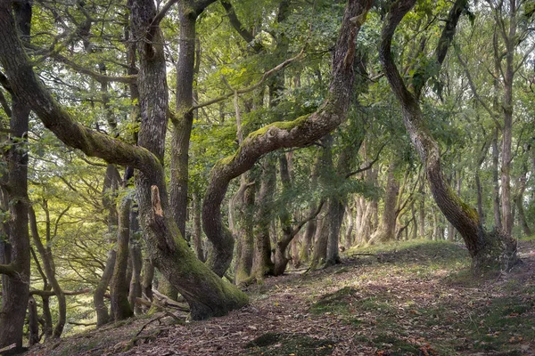 stock image Old tree in a tranquil woodland grove with ancient character in DEnmark