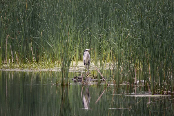 苍鹭在植被茂盛 水平静的湿地上滑行 图库照片