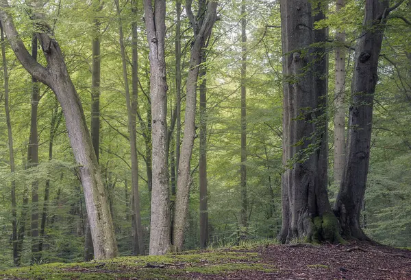 Nyugodt Erdei Liget Zöld Levelekkel Öreg Fákkal Grasten Forest Dánia Jogdíjmentes Stock Képek