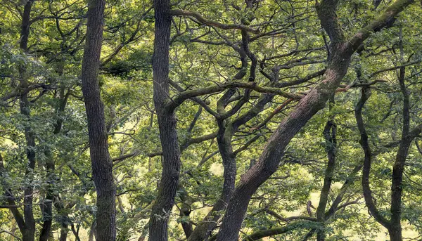 Öreg Fák Egy Nyugodt Erdei Ligetben Ősi Karakterrel Denmarkban Jogdíjmentes Stock Képek